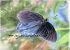Pipevine Swallowtail